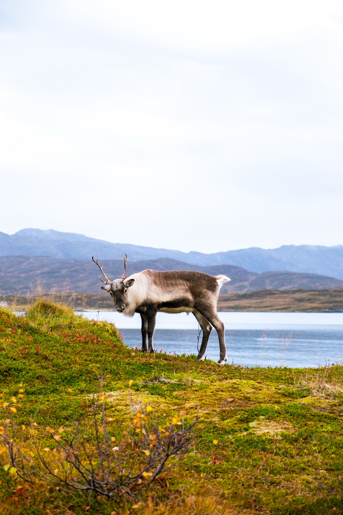 A reindeer on the shore